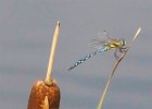 2 Dragonfly Whisby.jpg